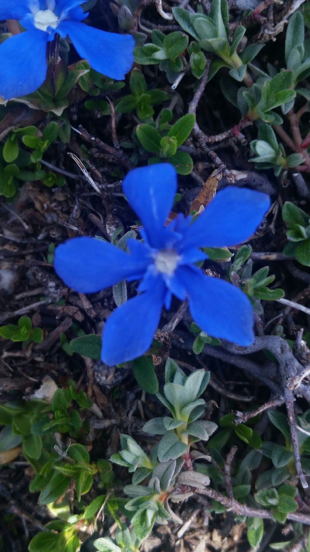 Gentiana verna